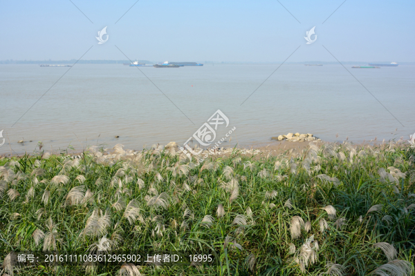 南京魚(yú)嘴濕地公園