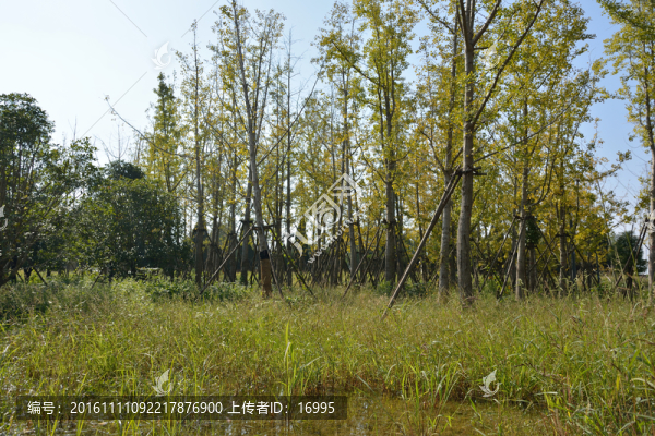 南京魚(yú)嘴濕地公園