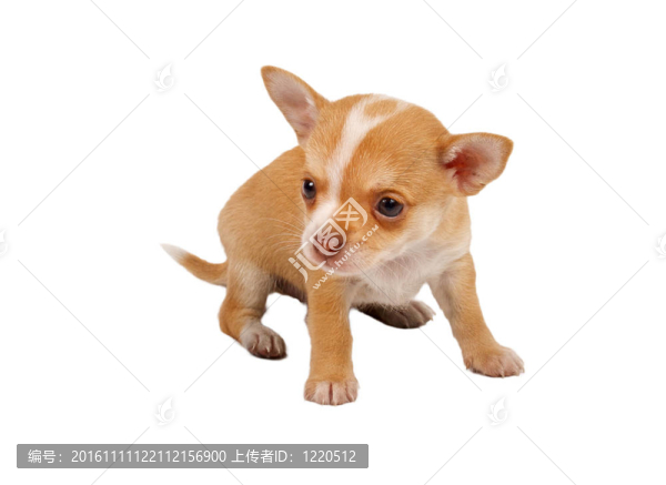 一個(gè)可愛(ài)的純種狗奇瓦瓦在白色背景前的肖像