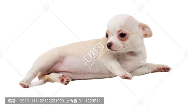 可愛的小奇瓦瓦小狗坐在白色看著相機孤立