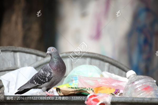 垃圾場上的鳥
