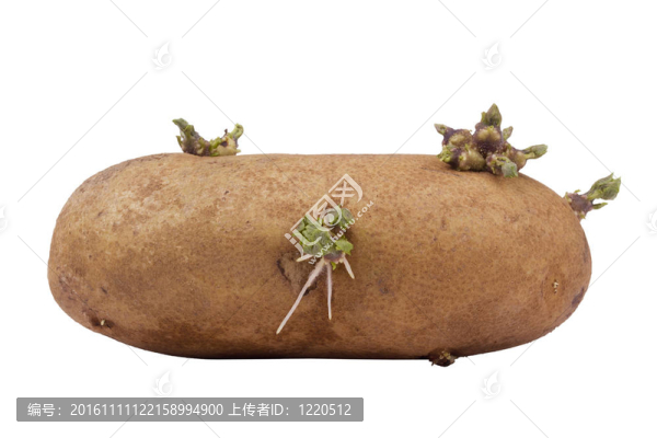 發(fā)芽的馬鈴薯