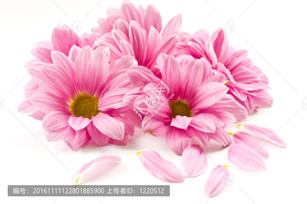 粉紅色的花