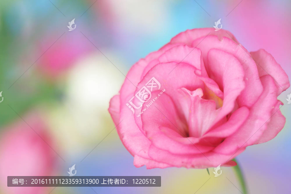 桔?；? title=
