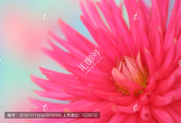 靠近粉紅色的大麗花