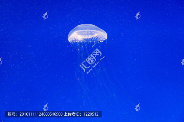 水母在水族館里