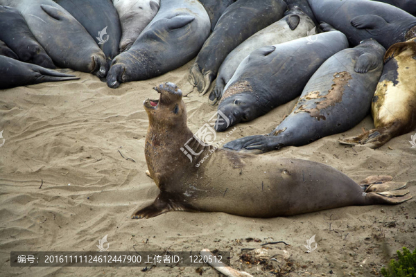 雄性海獅在海灘上