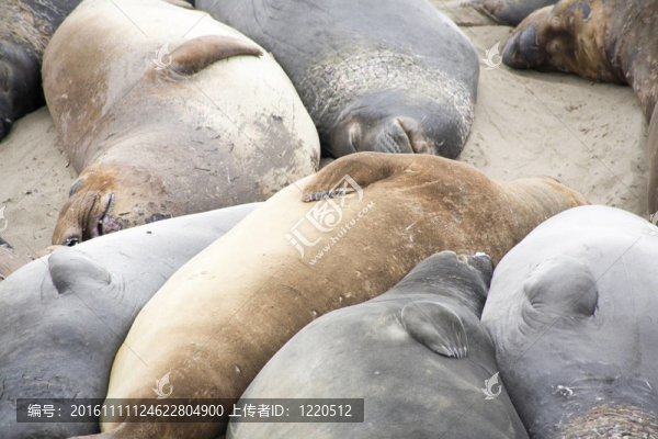 雄性海獅在海灘上
