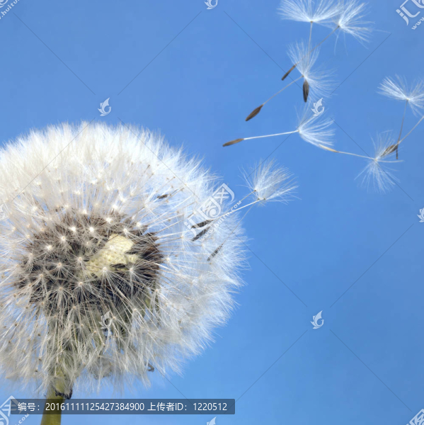 蒲公英的種子，飛措施