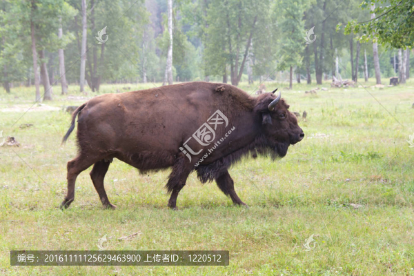 歐洲野牛
