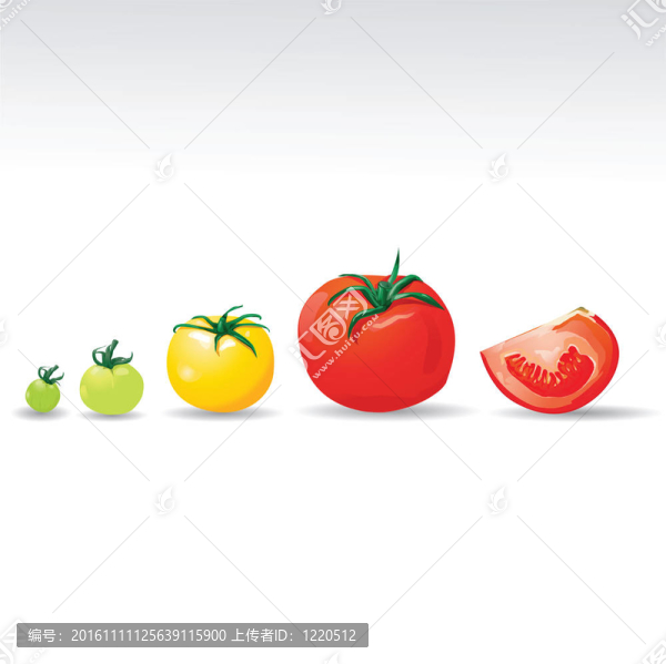 種植西紅柿