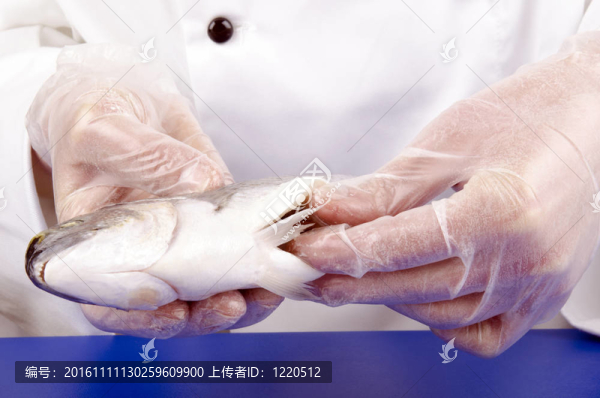 女廚師持有干凈的新鮮鱸魚(yú)