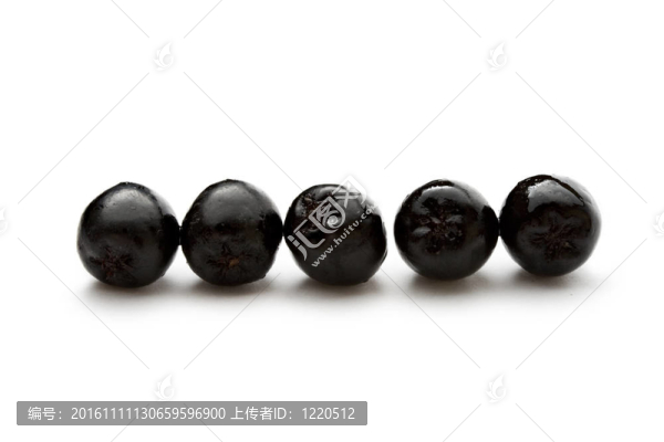 黑chokeberry孤立在白色背景