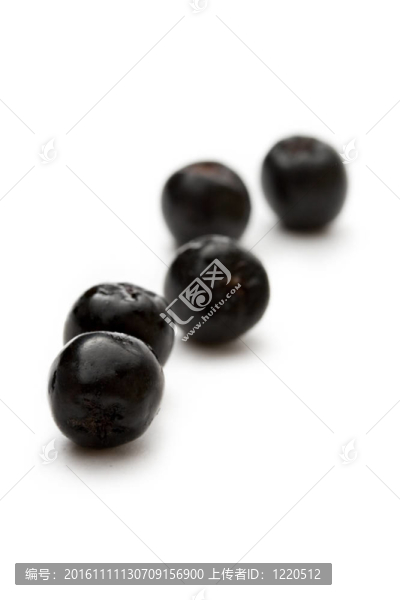 黑chokeberry孤立在白色背景