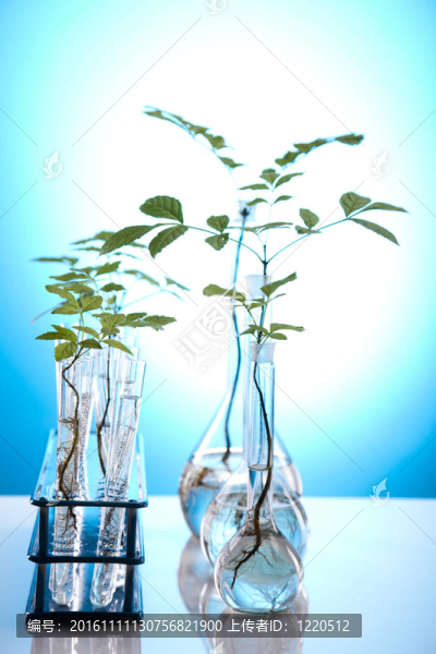 科學(xué)實驗與植物