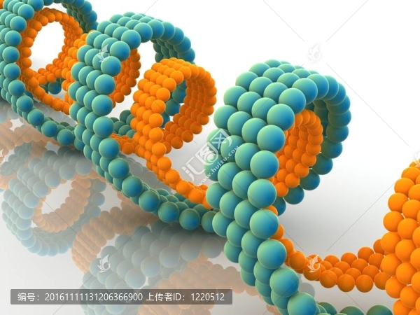 基因在DNA