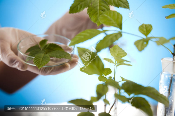 科學實驗與植物