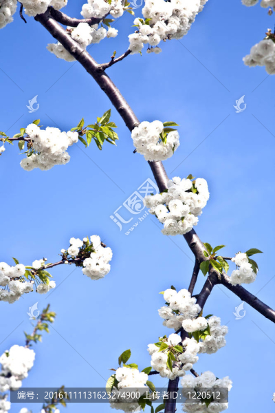 春季開(kāi)花的近枝