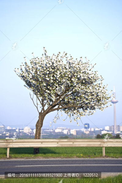 春季開(kāi)花的近枝