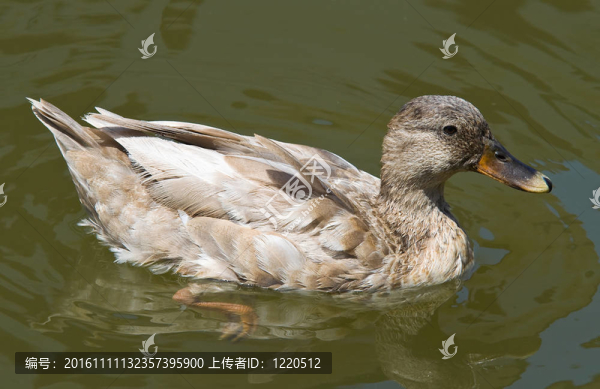 鴨。