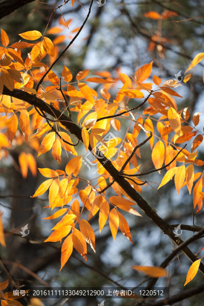 美麗的秋天樹(shù)葉在橙色和黃色背光被太陽(yáng)的金色調(diào)