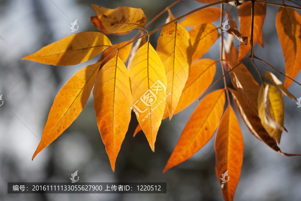 美麗的秋天樹葉在橙色和黃色背光被太陽的金色調(diào)