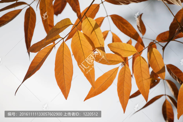 美麗的秋天樹(shù)葉在橙色和黃色背光被太陽(yáng)的金色調(diào)