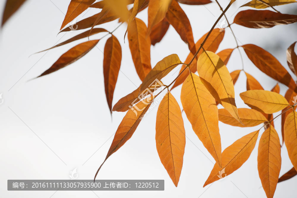美麗的秋天樹葉在橙色和黃色背光被太陽的金色調(diào)