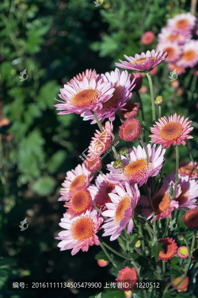 菊花