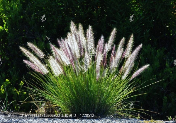藍(lán)牛草
