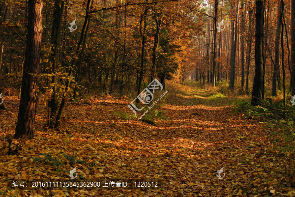 秋林道