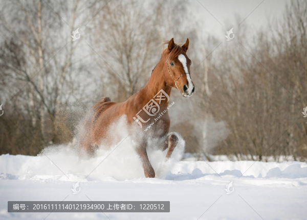 雪中的阿拉伯種馬