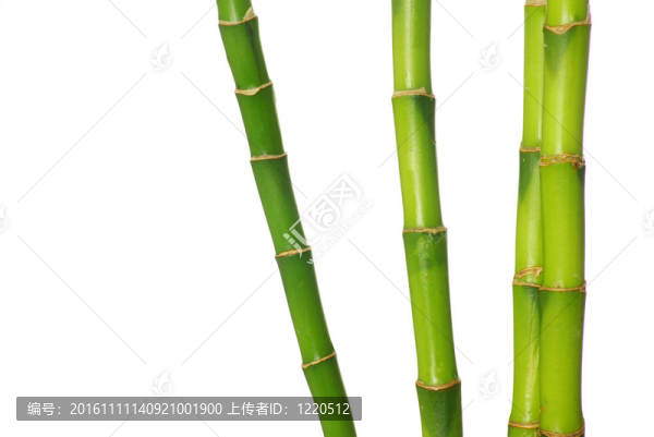 竹