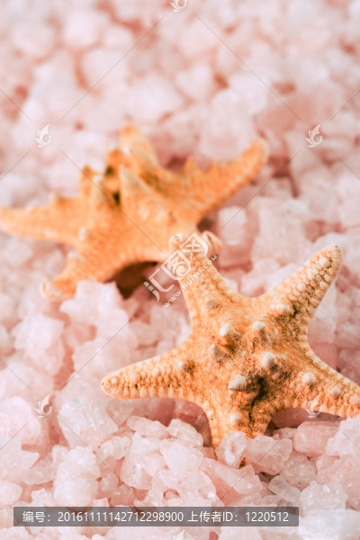 兩海星和海鹽