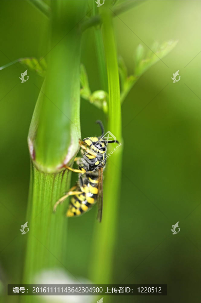 黃蜂