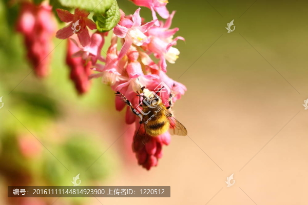大黃蜂