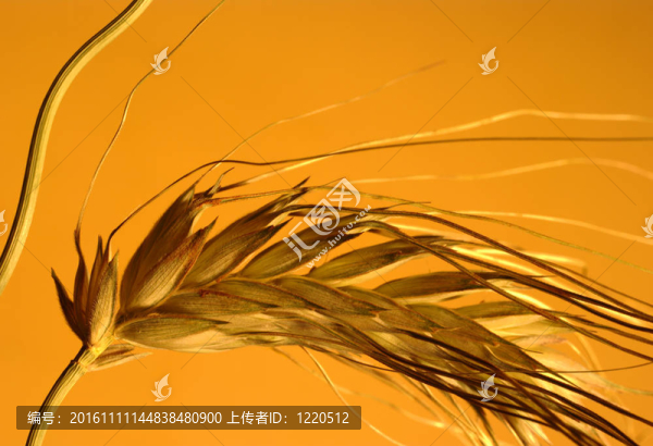 黃背景作物穗特寫特寫鏡頭