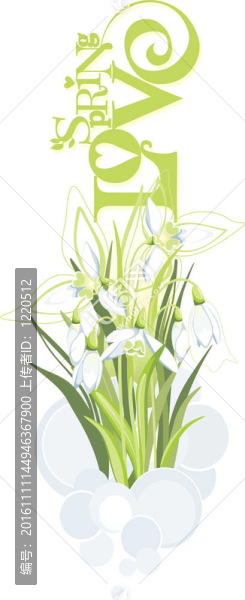 在白色背景下束雪花蓮