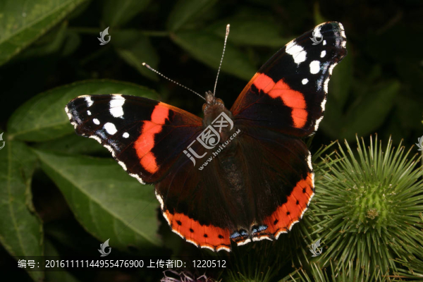 紅將軍（凡妮莎亞特蘭大）