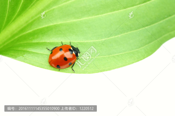 瓢蟲在葉