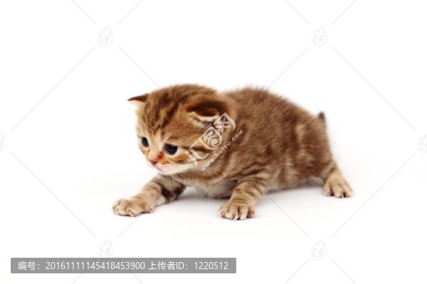 孤立的貓