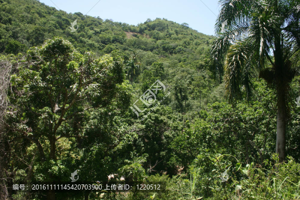 在多米尼加共和國山脈
