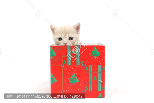 禮品盒中的貓