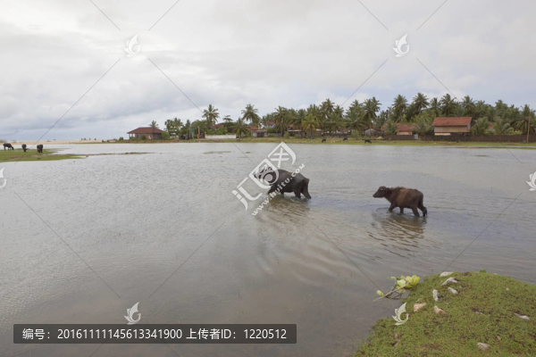 水牛在阿魯甘灣