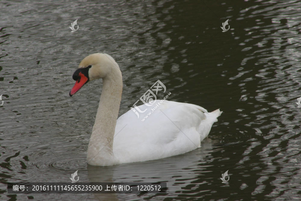 Mute,Swan（Cygnus,olor）
