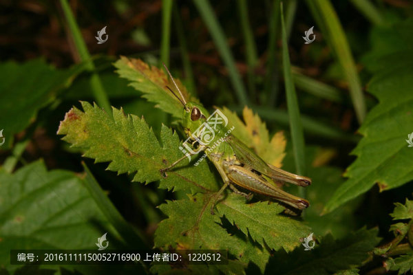 常見的蝗蟲（小翅雛parallelus）