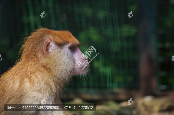 動物園里的猴子