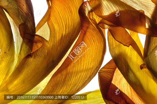 郁金香的葉子-匯圖網(wǎng) www.fosd68.com 郁金香的葉子