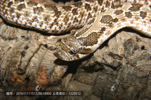 西方鉤蛇（西部豬鼻蛇nasicus）