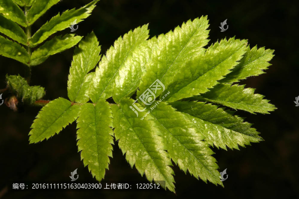 春天的年輕葉子
